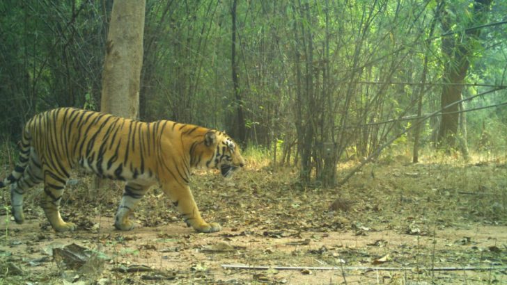 Tiger at Kawal Reserve Forest – 15.12.2018